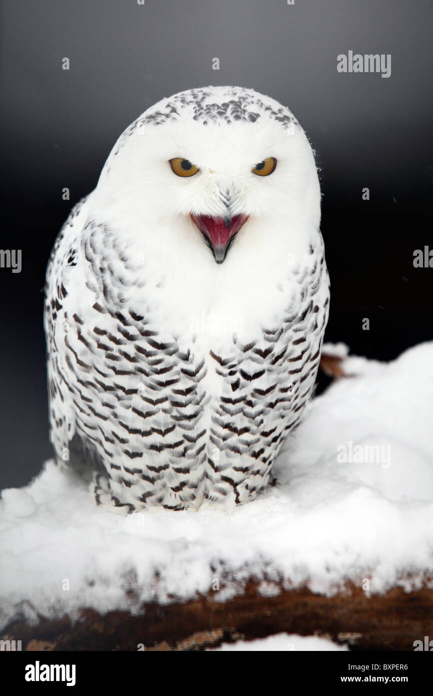 Arktische Eule, Eule Schnee, im Winter. Stockfoto