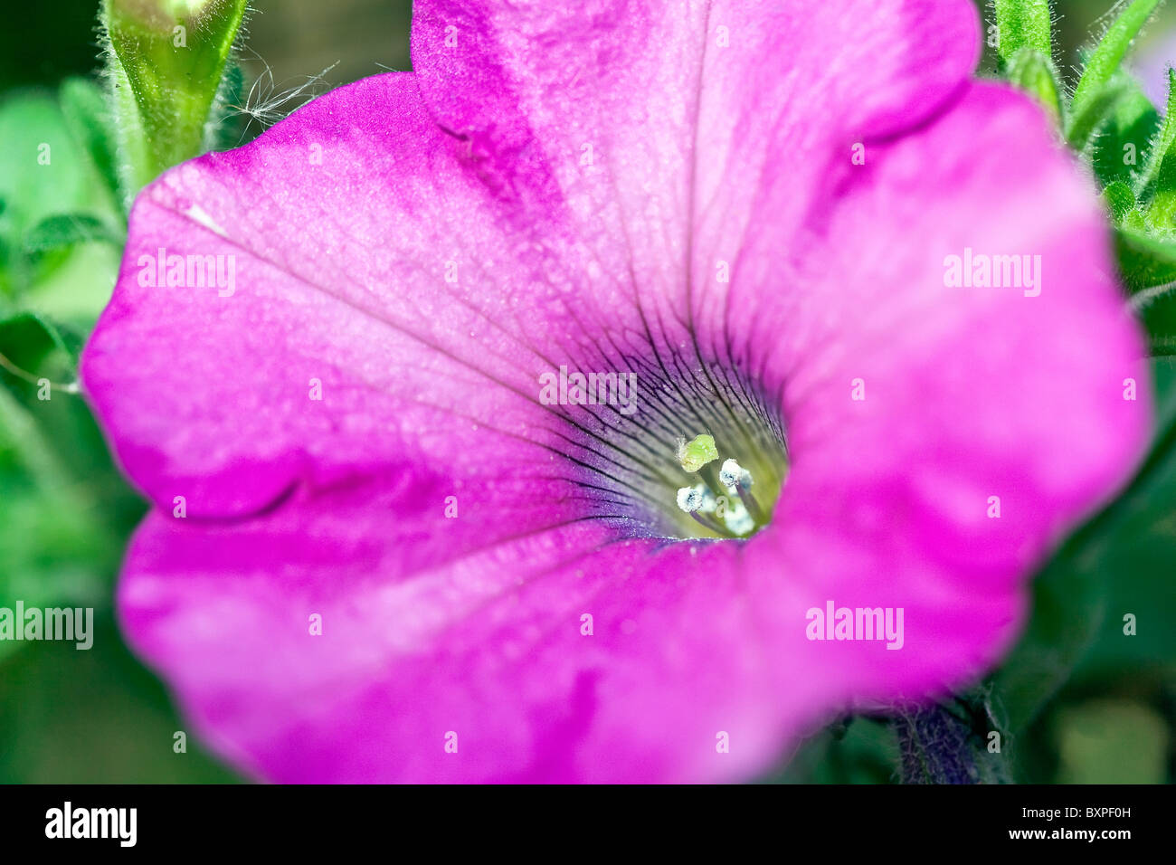 Petunien Blütenstand, Nahaufnahme. Stockfoto