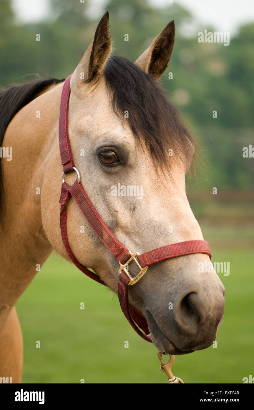 Alert Buckskin Quarter Horse vor direkt mit roten Halfter, Porträt, Kopf geschossen Stockfoto