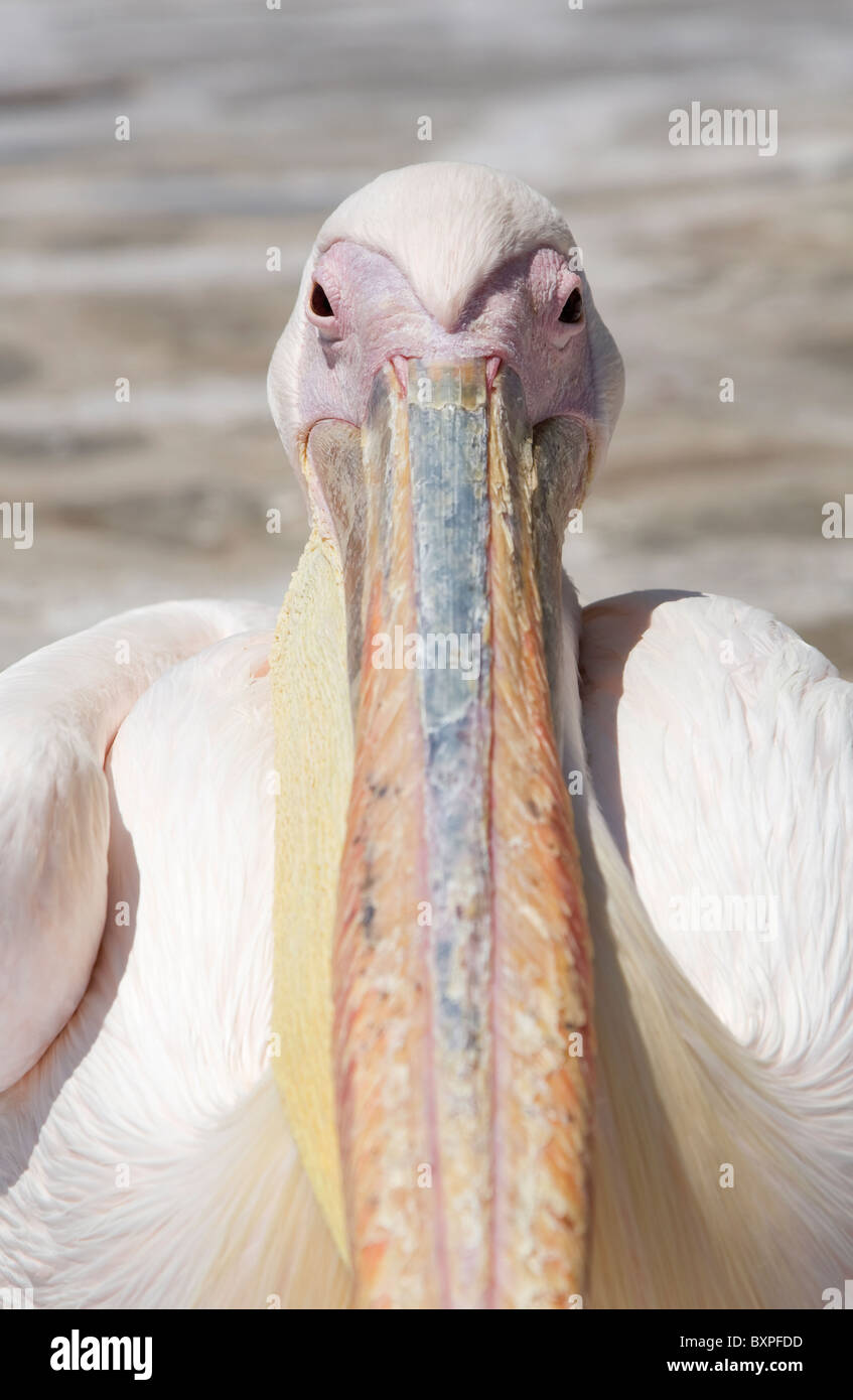 Petros der Pelikan auf der Insel Mykonos, Griechenland Stockfoto