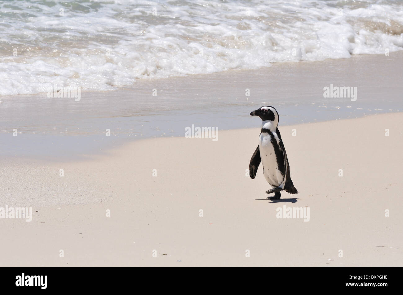Schwarz und weiß afrikanische Pinguin spazieren am Boulders Beach, Western Cape, Südafrika Stockfoto