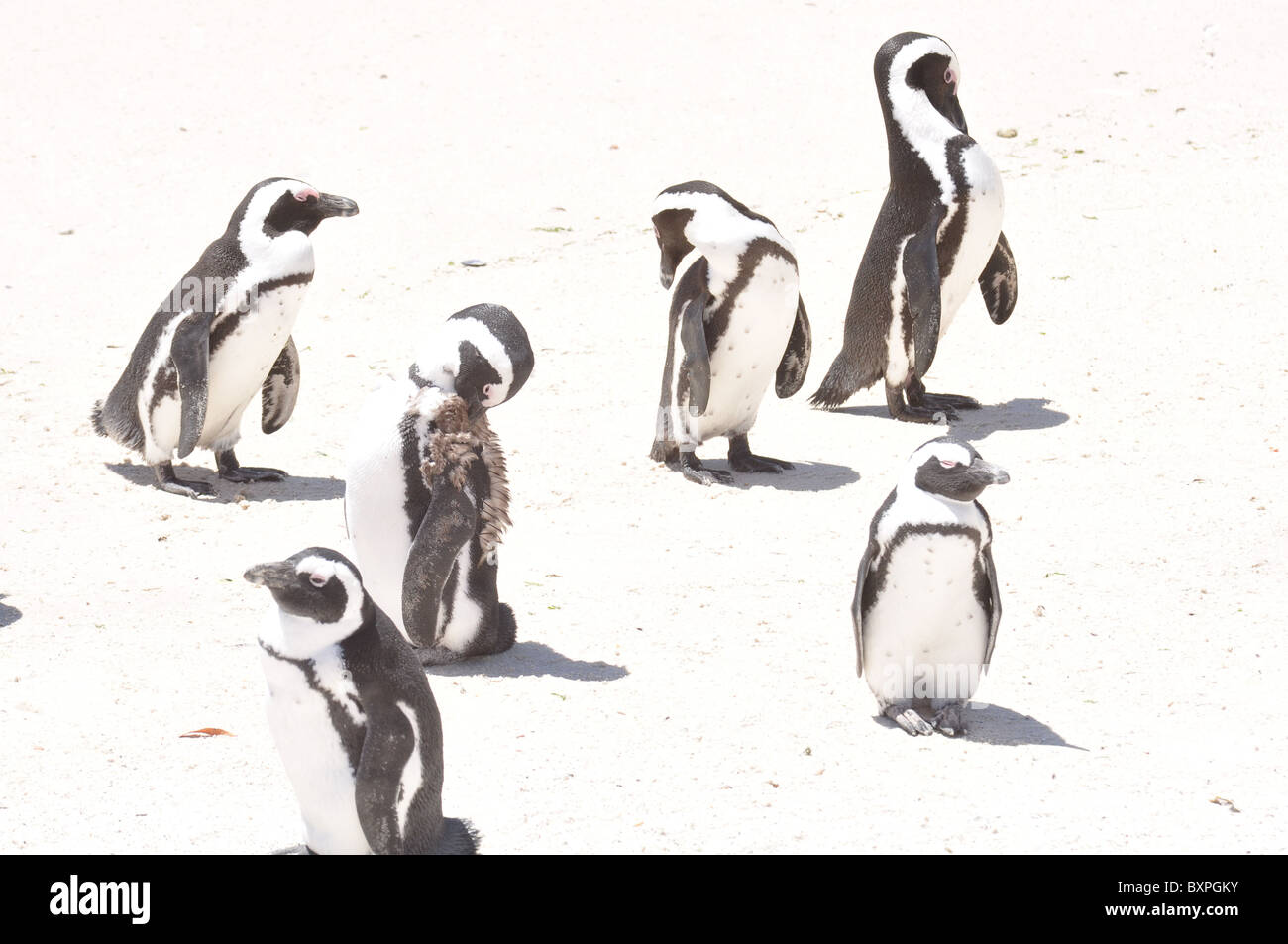Schwarz und weiß afrikanische Pinguine, die Spaß am Boulders Beach, Western Cape, Südafrika Stockfoto