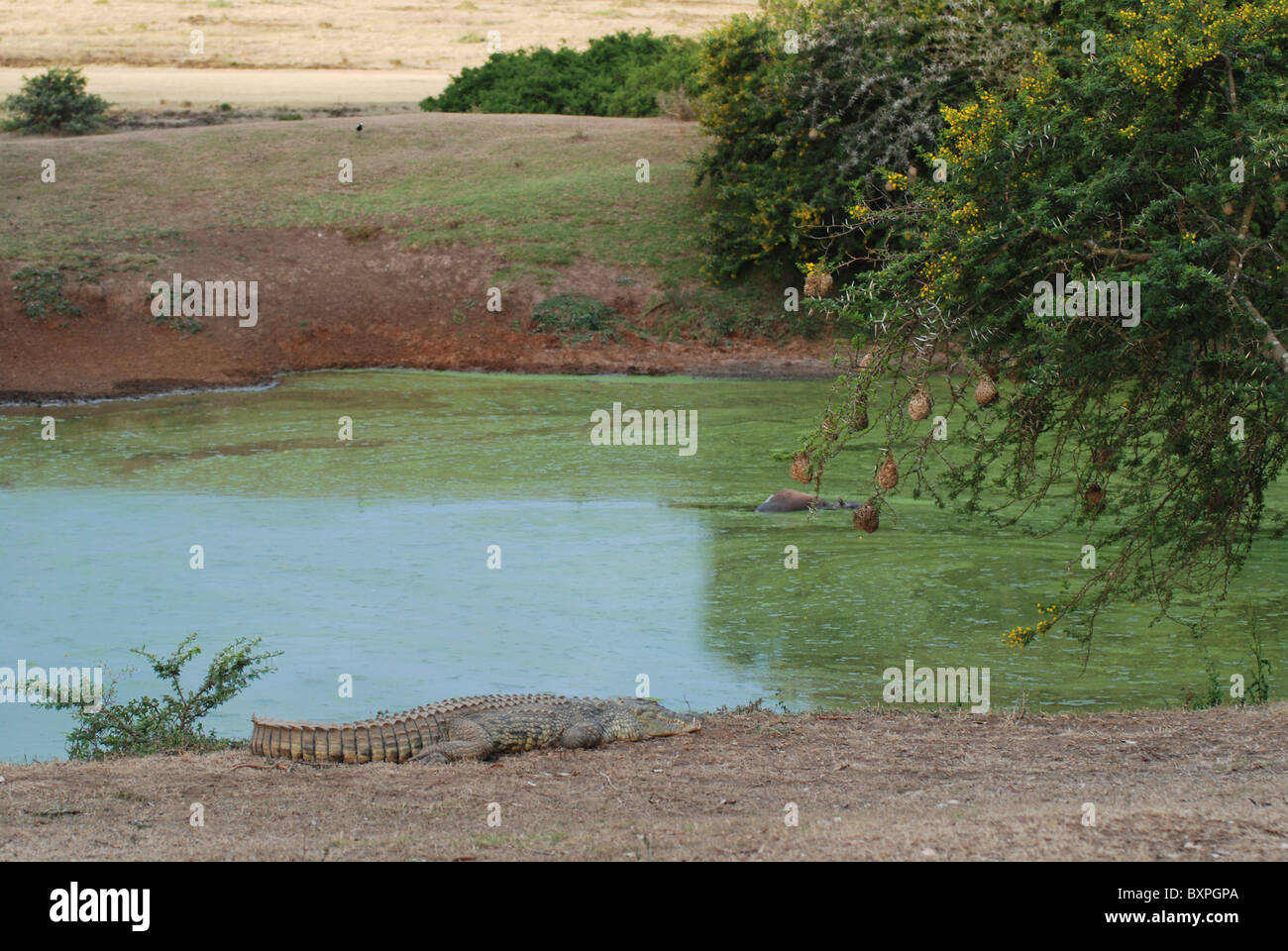 Ein Krokodil Ausruhen ein Wasserloch in Schotia Private Game Reserve, Südafrika Stockfoto