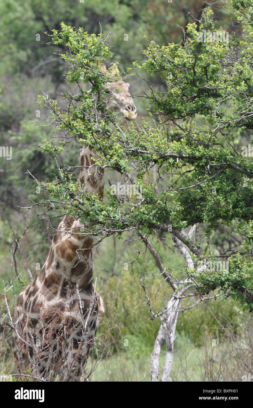 Giraffe im Pilanesberg Game Reserve, Südafrika Stockfoto