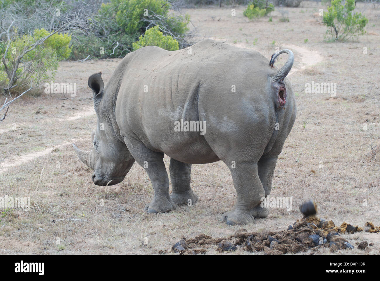 Breitmaulnashorn - Nashörner - im Schotia Private Game Reserve, Südafrika Stockfoto