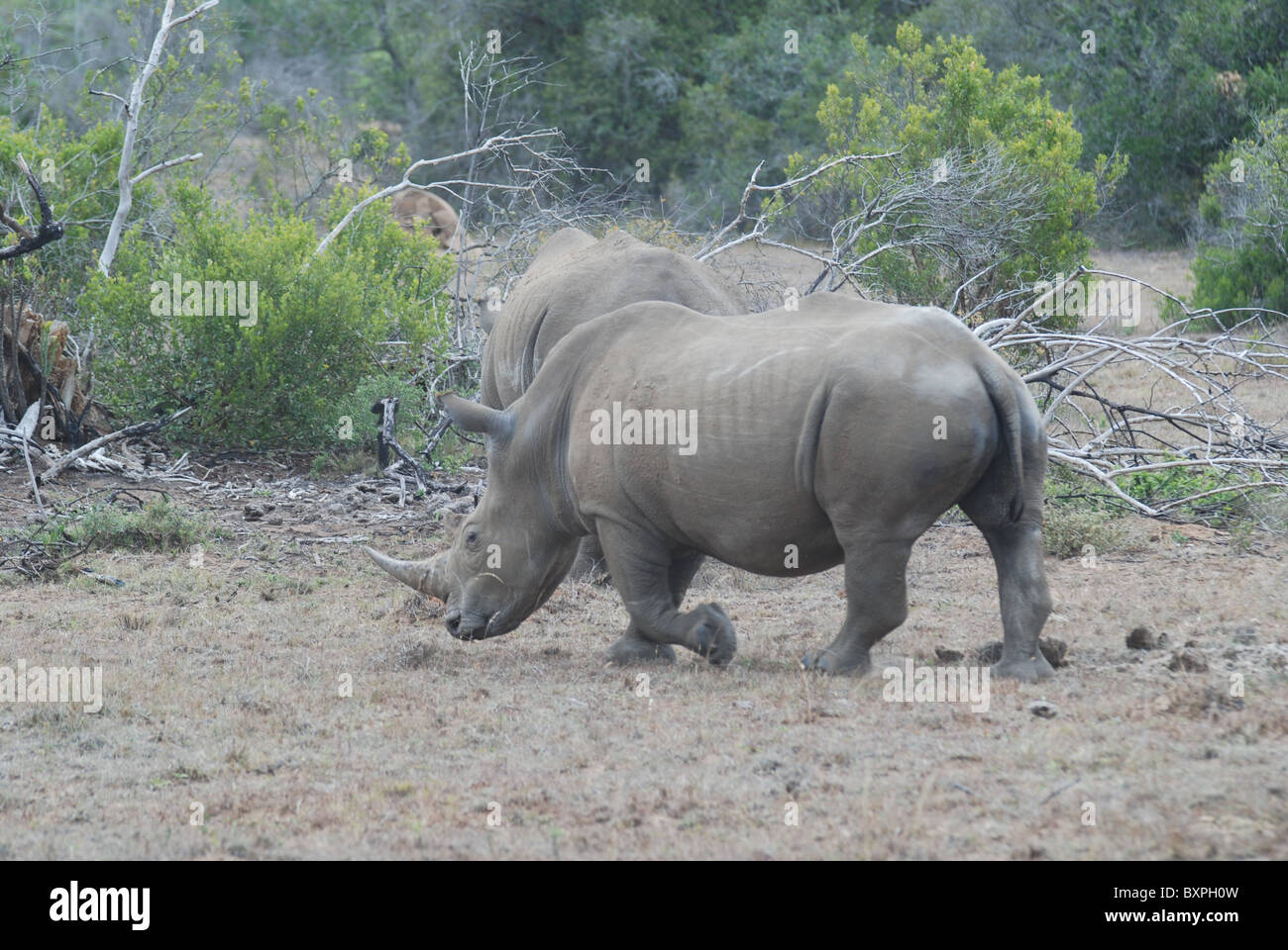 Breitmaulnashorn - Nashörner - im Schotia Private Game Reserve, Südafrika Stockfoto