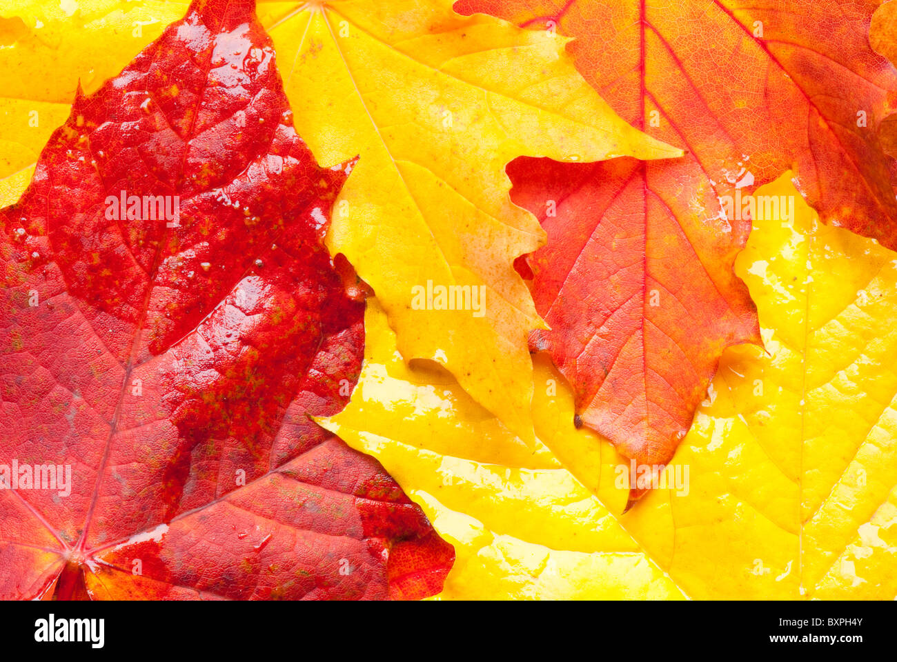 Ahornblätter (Acer Platanoides) zeigt Auswahl an Herbst, die Blätter färben Stockfoto