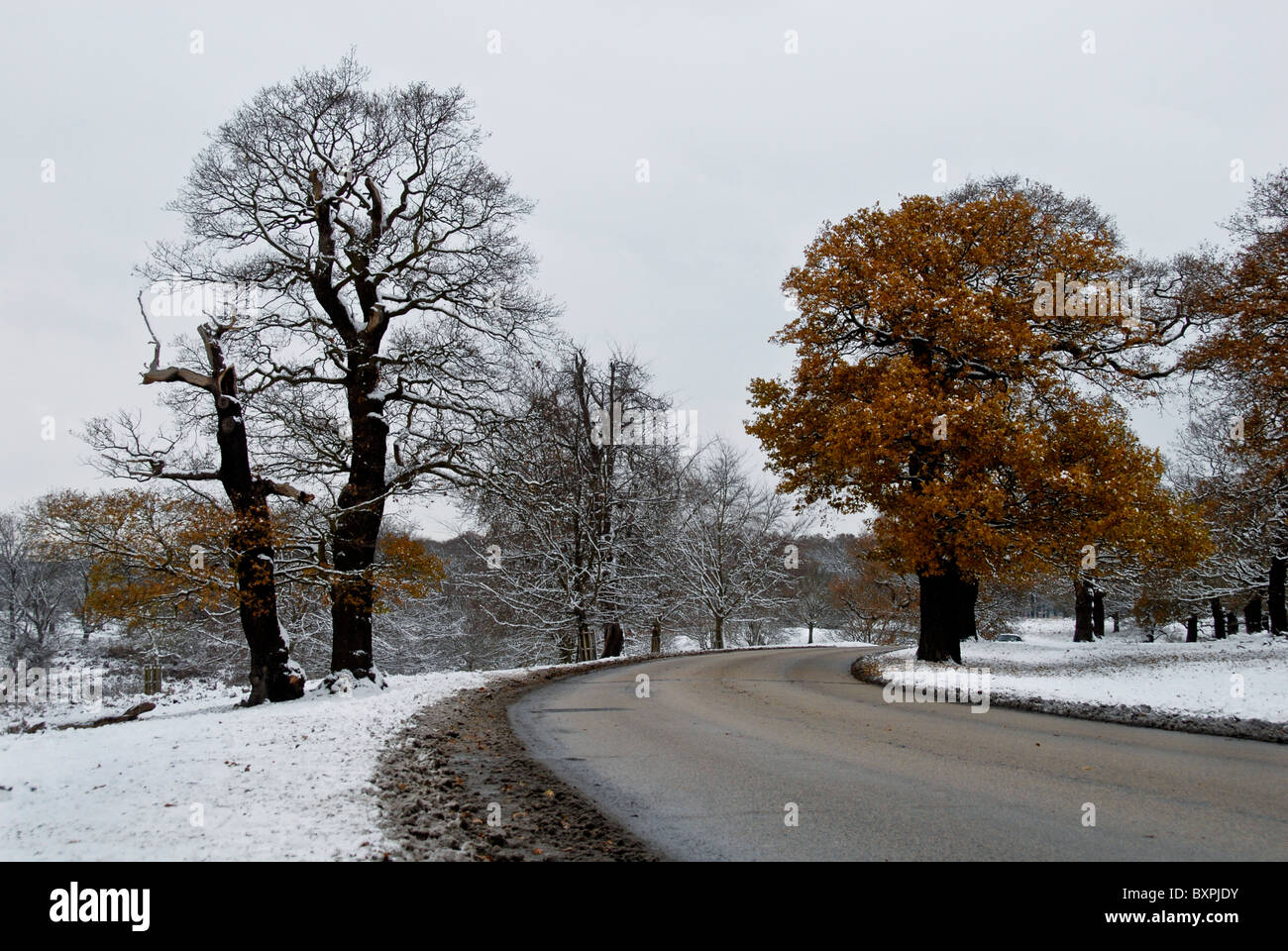 Bei starkem Schneefall und eisiger Kälte im Richmond Park und Bäume / London Stockfoto