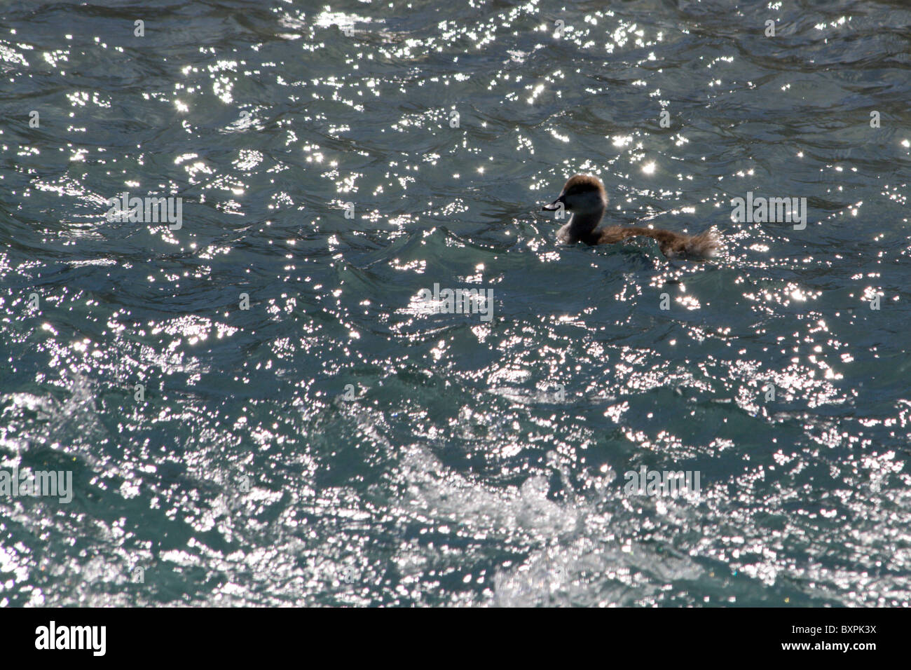 Eine Paradies-Küken Ente schwimmt auf den Bergfluss in Rees-Tal, wo Sonnenlicht aus dem Wasser funkelt Stockfoto