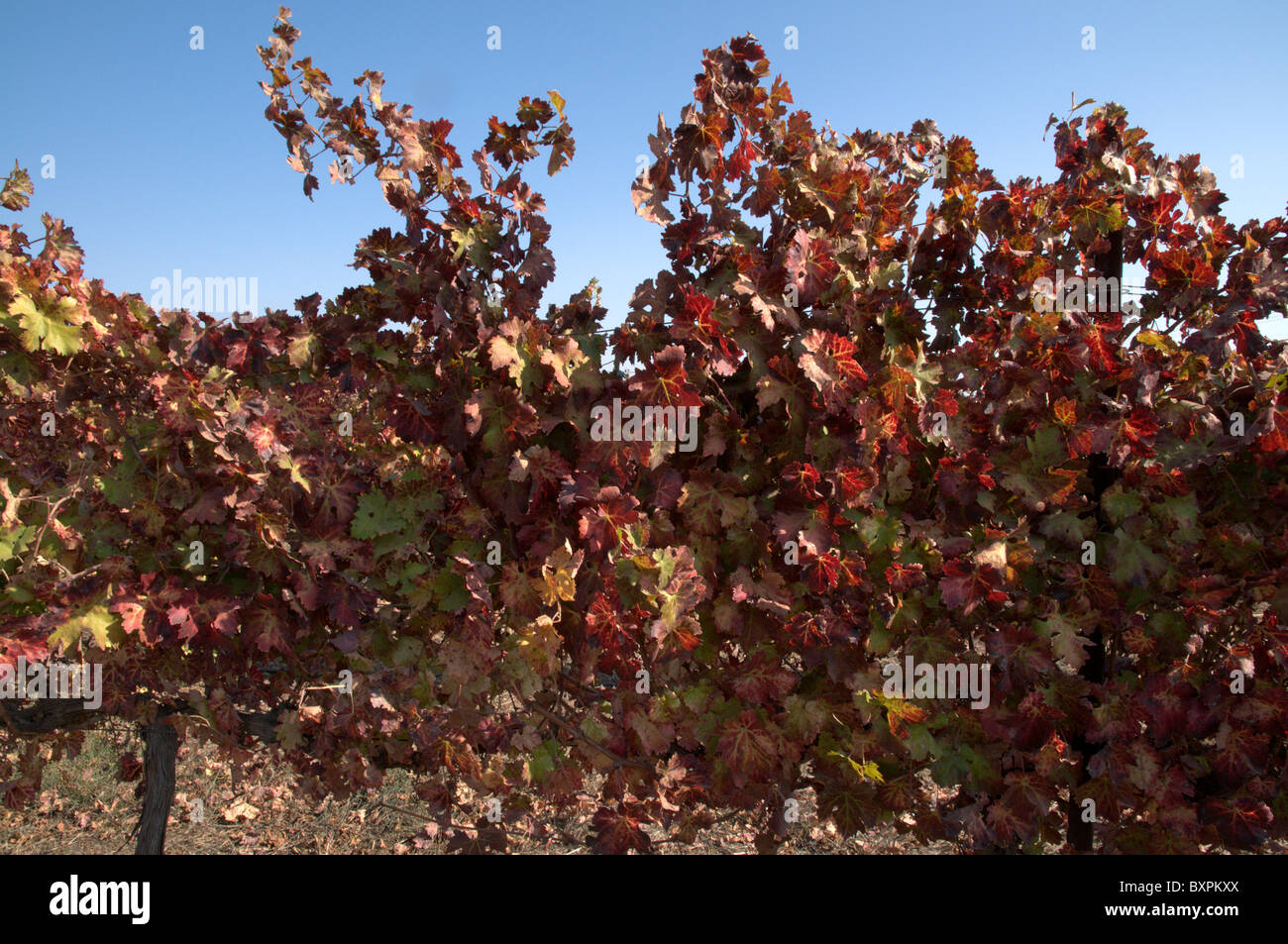 Weinstock Blätter Herbst Farben in einem Weinberg Ortal Kibbuz, Golanhöhen, Israel Stockfoto