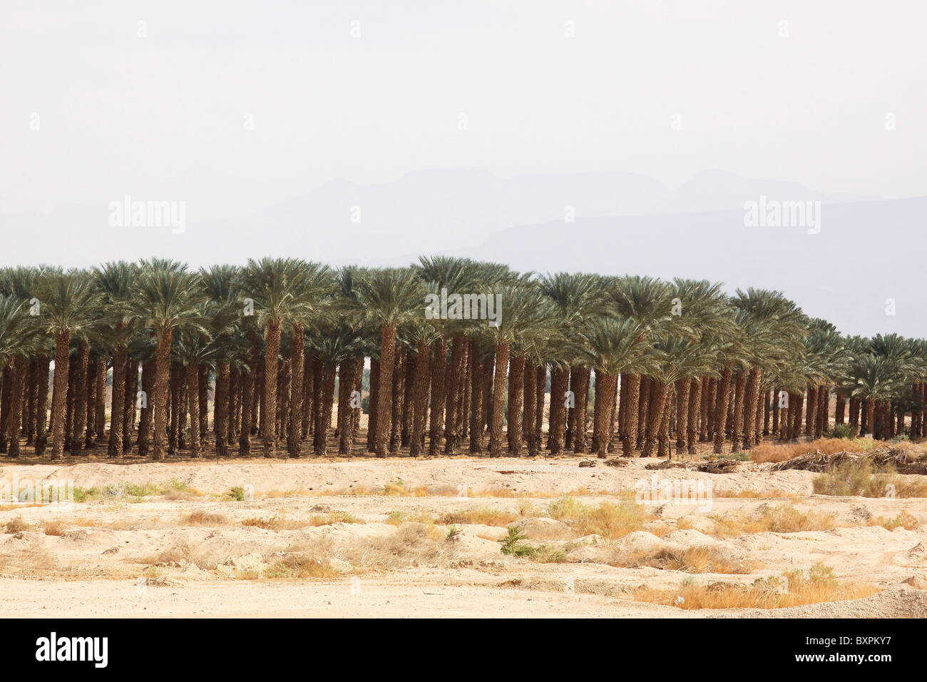 Palm Tree Plantage, Israel, Aravah Wüste Stockfoto