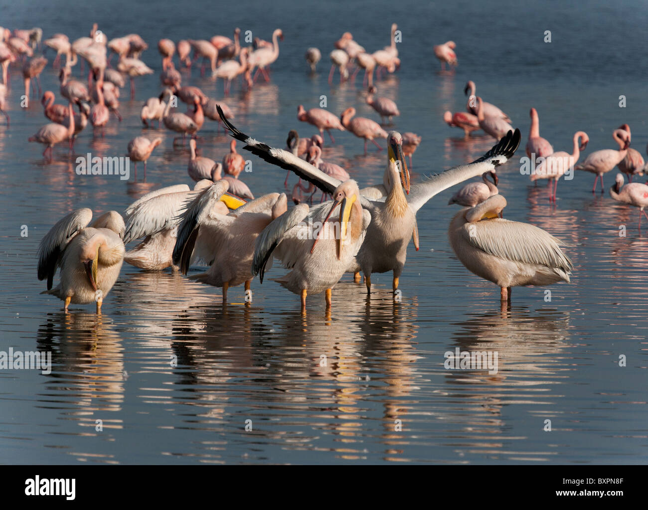 Große weiße Pelikane und Flamingos Stockfoto