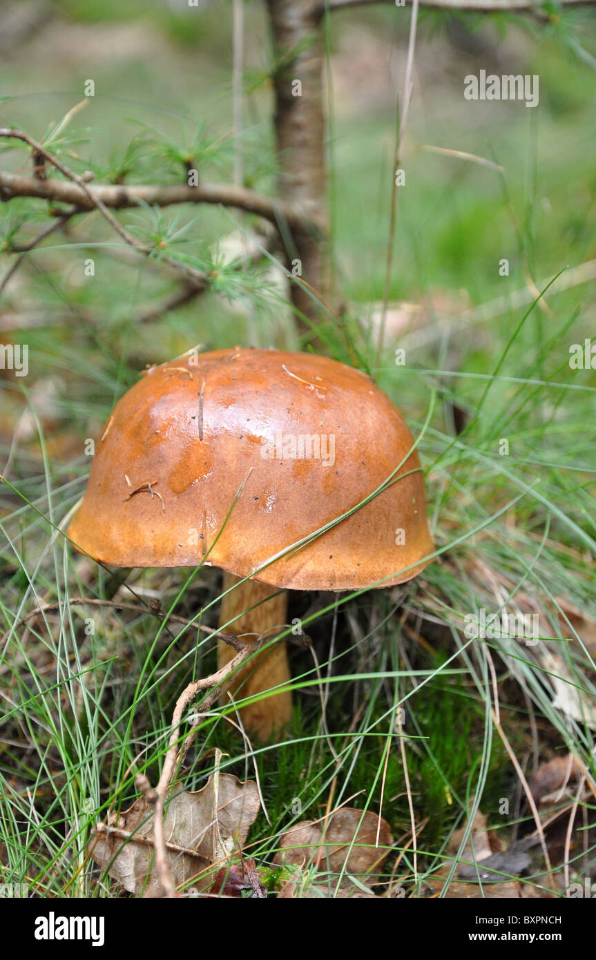 Braune deutsche Helm geformten Pilze im Wald Stockfoto