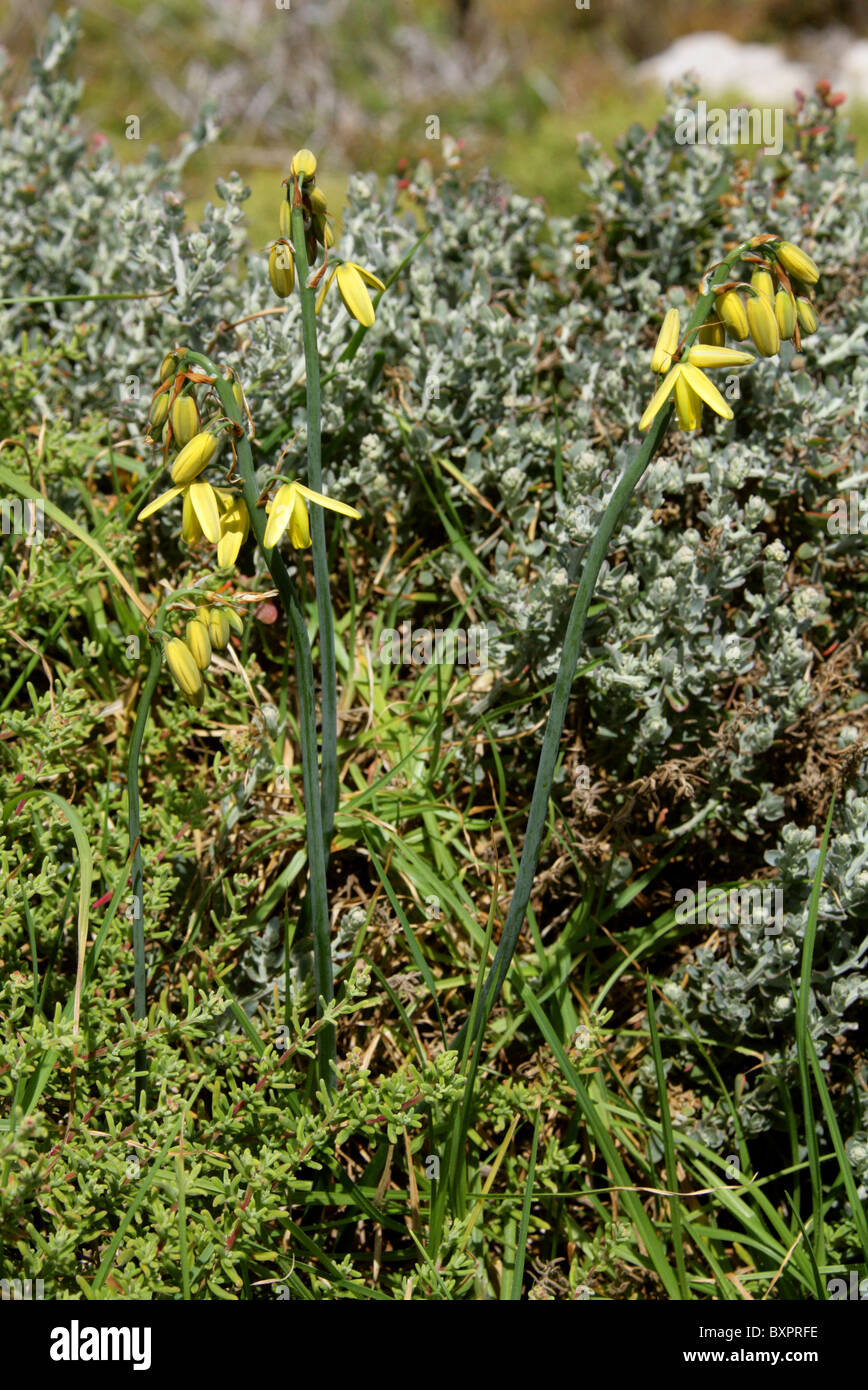 Lilie, Albuca Fragrans, Hyacinthaceae, Sy Ornithogalum Auratum Schleim. Hermanus, Western Cape, Südafrika. Stockfoto