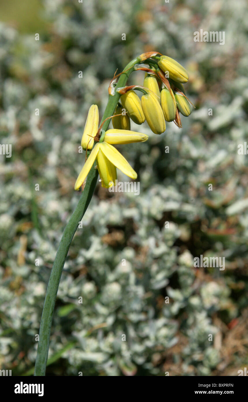 Lilie, Albuca Fragrans, Hyacinthaceae, Sy Ornithogalum Auratum Schleim. Hermanus, Western Cape, Südafrika. Stockfoto