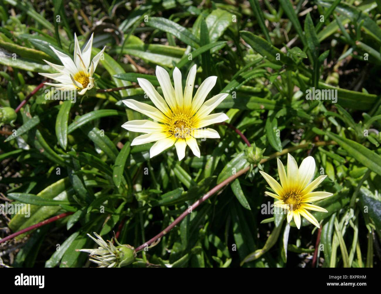 Weiße Blumen auf Küsten-Wanderweg, Hermanus, Western Cape, Südafrika. Familie Asteraceae, unbekannte Arten. Stockfoto