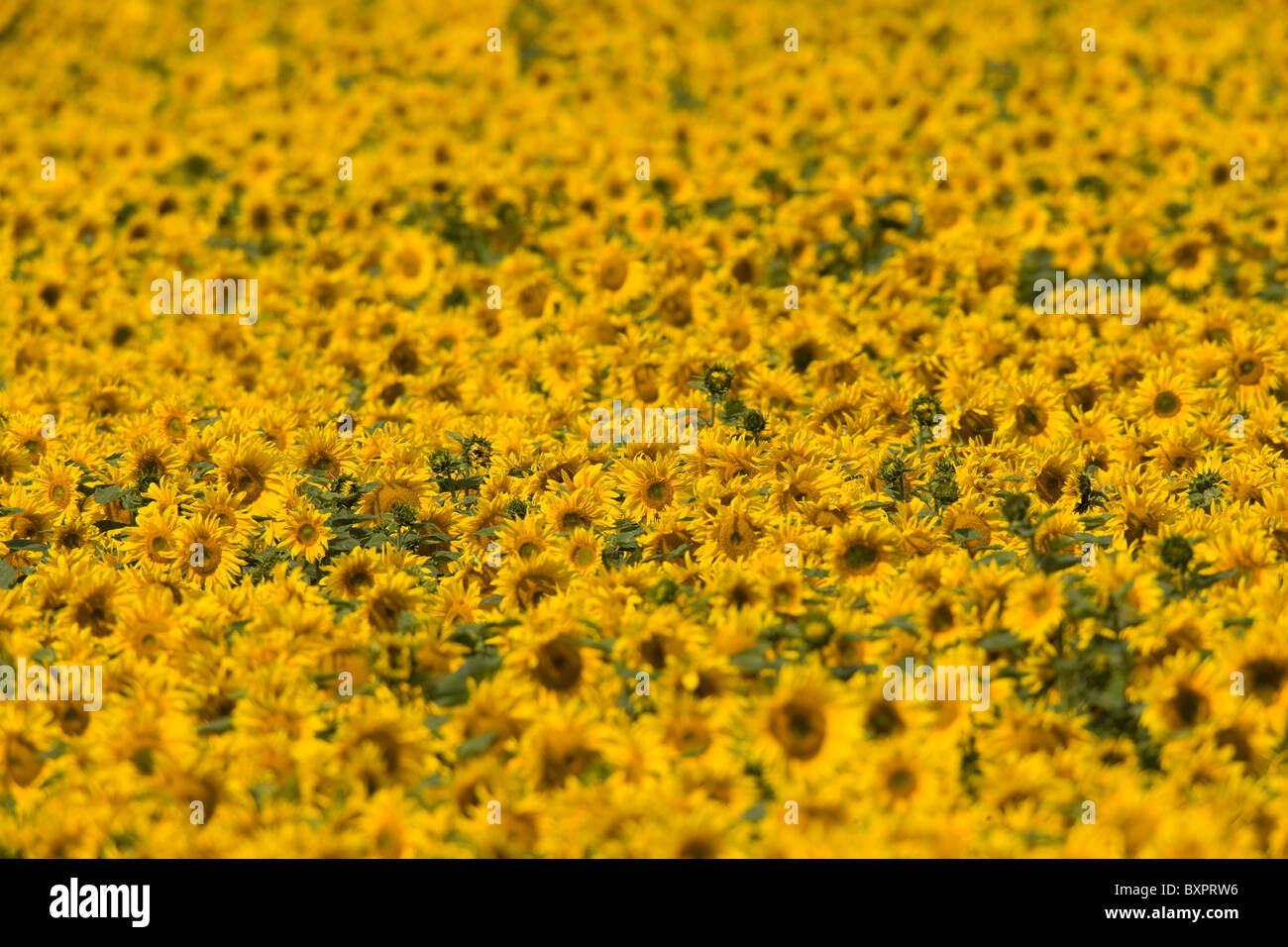 Ein Sonnenblumenfeld in Lincolnshire, England, UK. Stockfoto