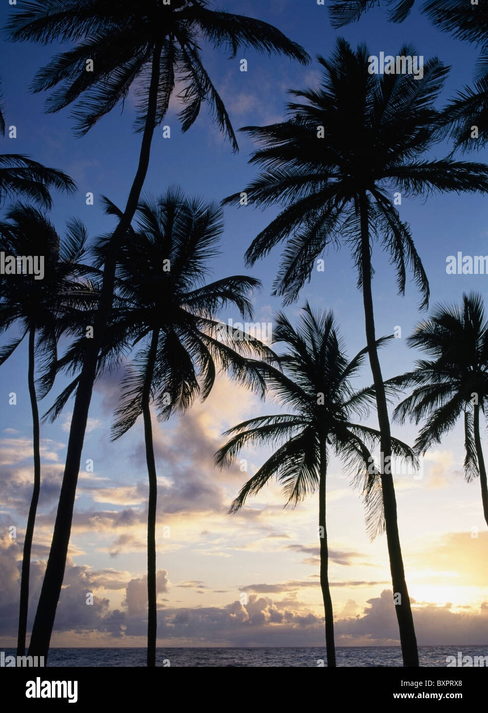 Silhouetten von Palmen bei Sonnenaufgang Stockfoto