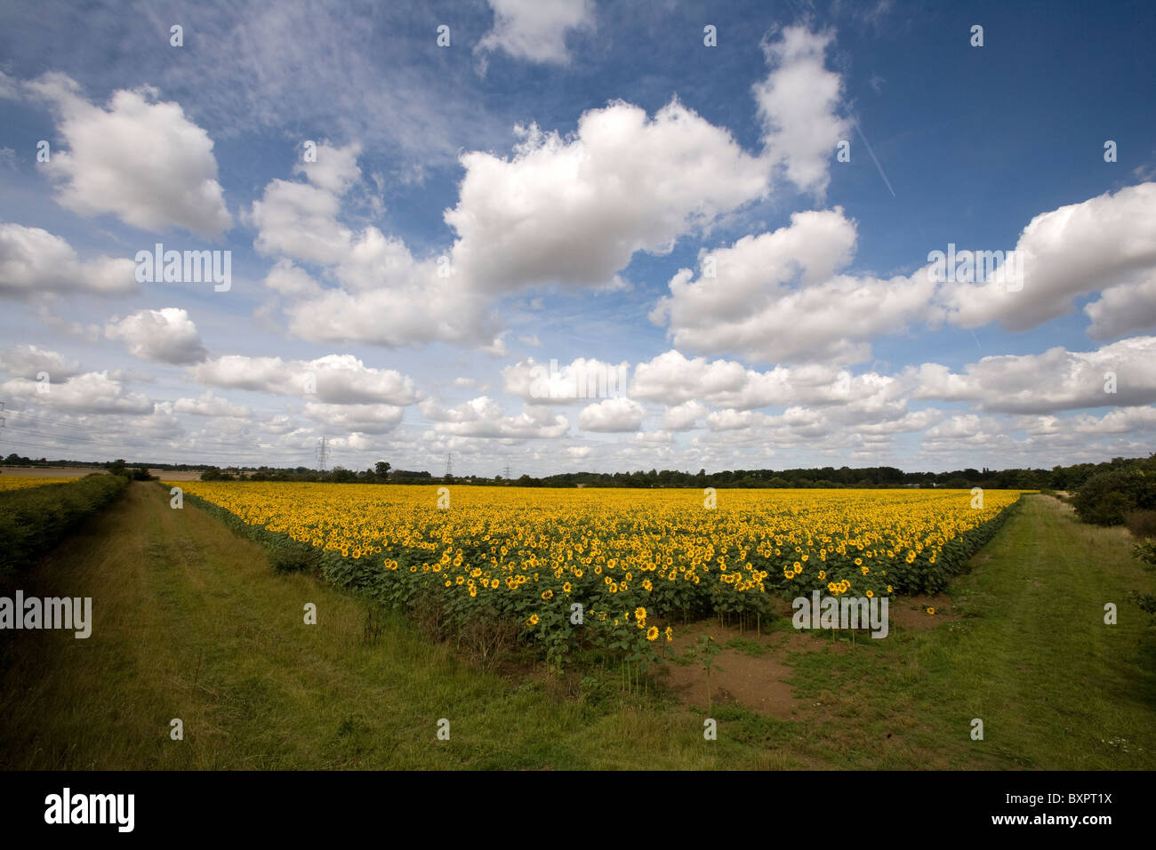 Ein Sonnenblumenfeld in Lincolnshire, England, UK. Stockfoto