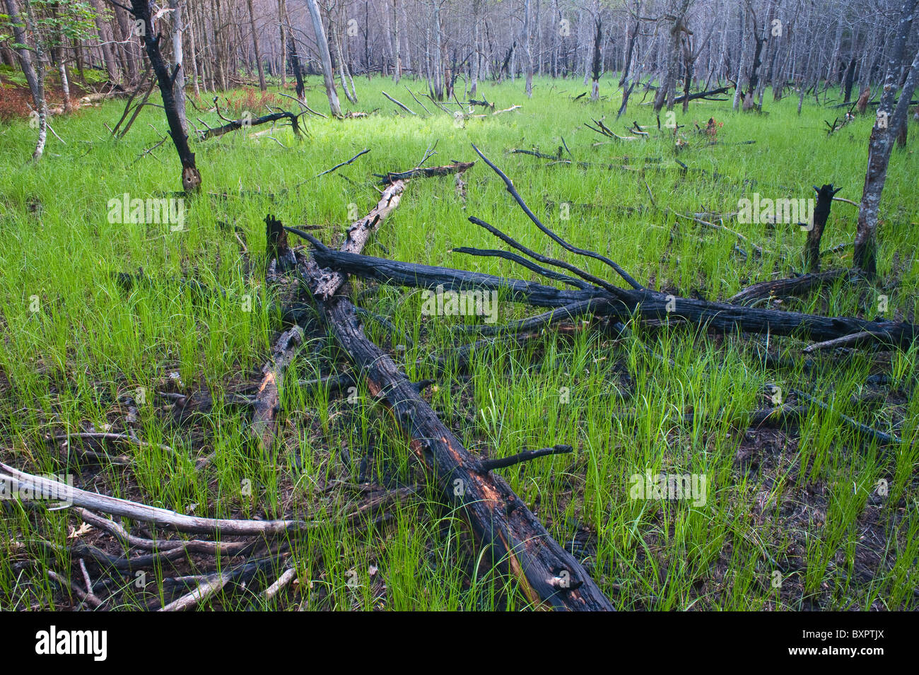 Re-Wachstum nach vorgeschriebenen Brennen auf der Manistee National Forest, Michigan Stockfoto