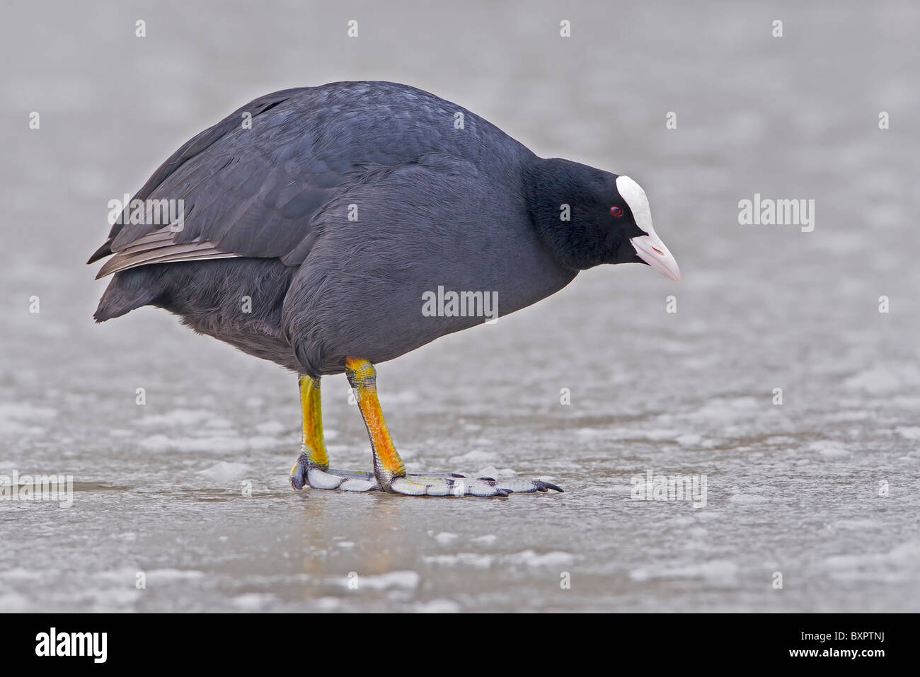 BLÄSSHUHN, STEHEND AUF EINEM ZUGEFRORENEN TEICH Stockfoto