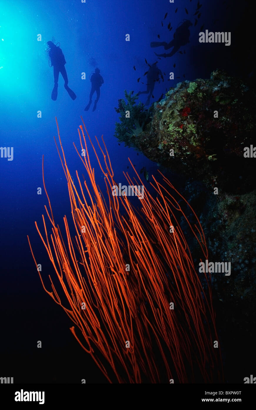 Orange Whip Coral mit vier Taucher im Hintergrund Stockfoto