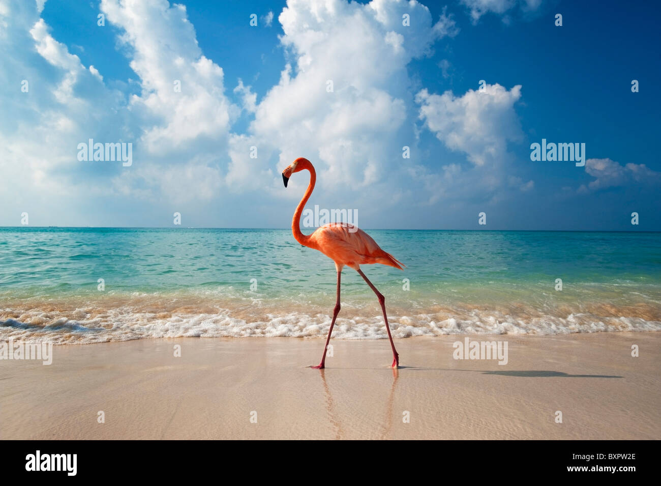 Flamingo Strand entlang spazieren Stockfoto