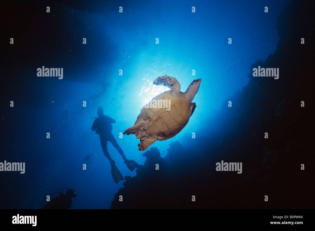 Taucher und echte Karettschildkröte unter Boote, Sharm El Sheikh Stockfoto