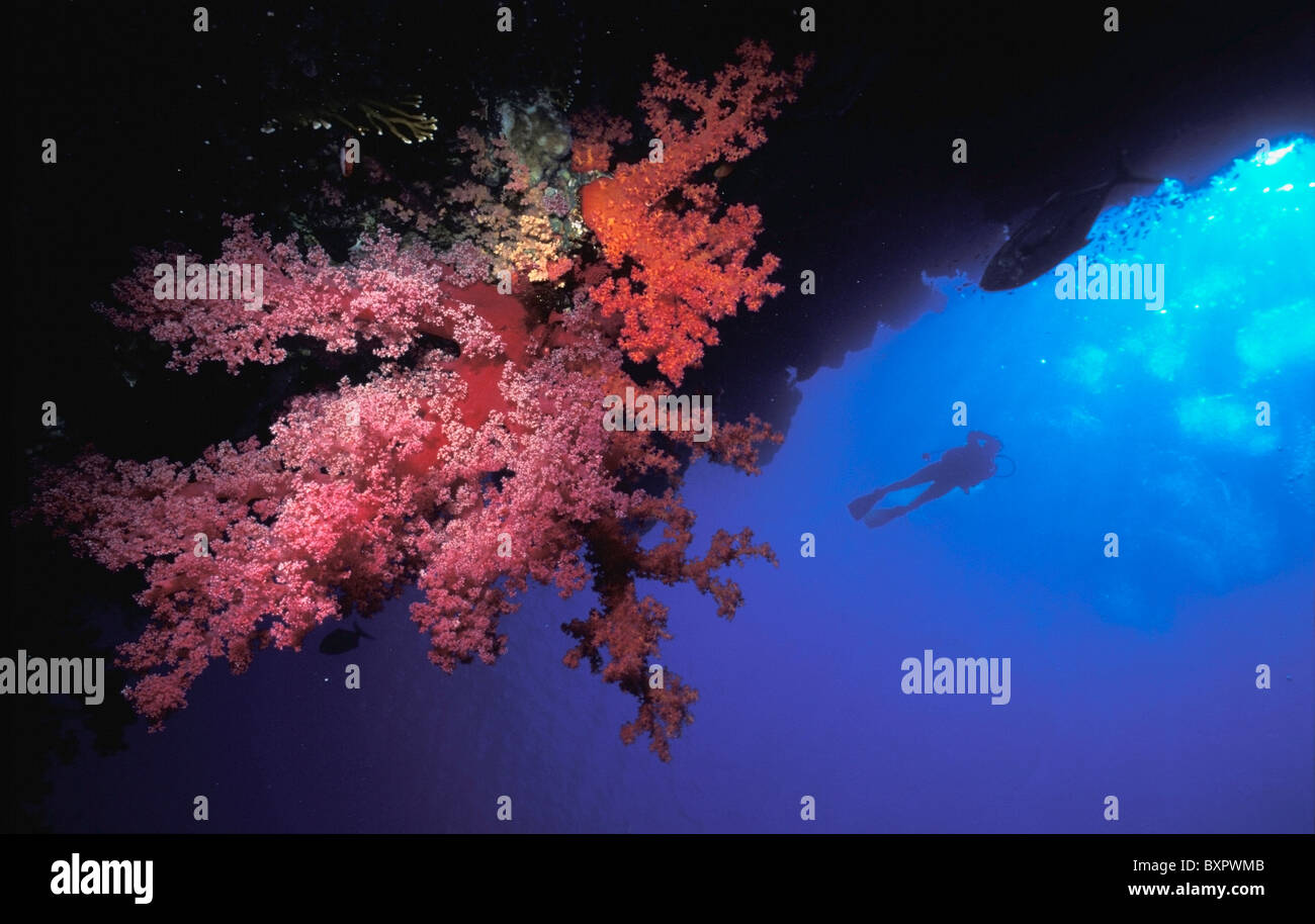 Silhouette der Scuba Diver mit roten Weichkorallen Stockfoto