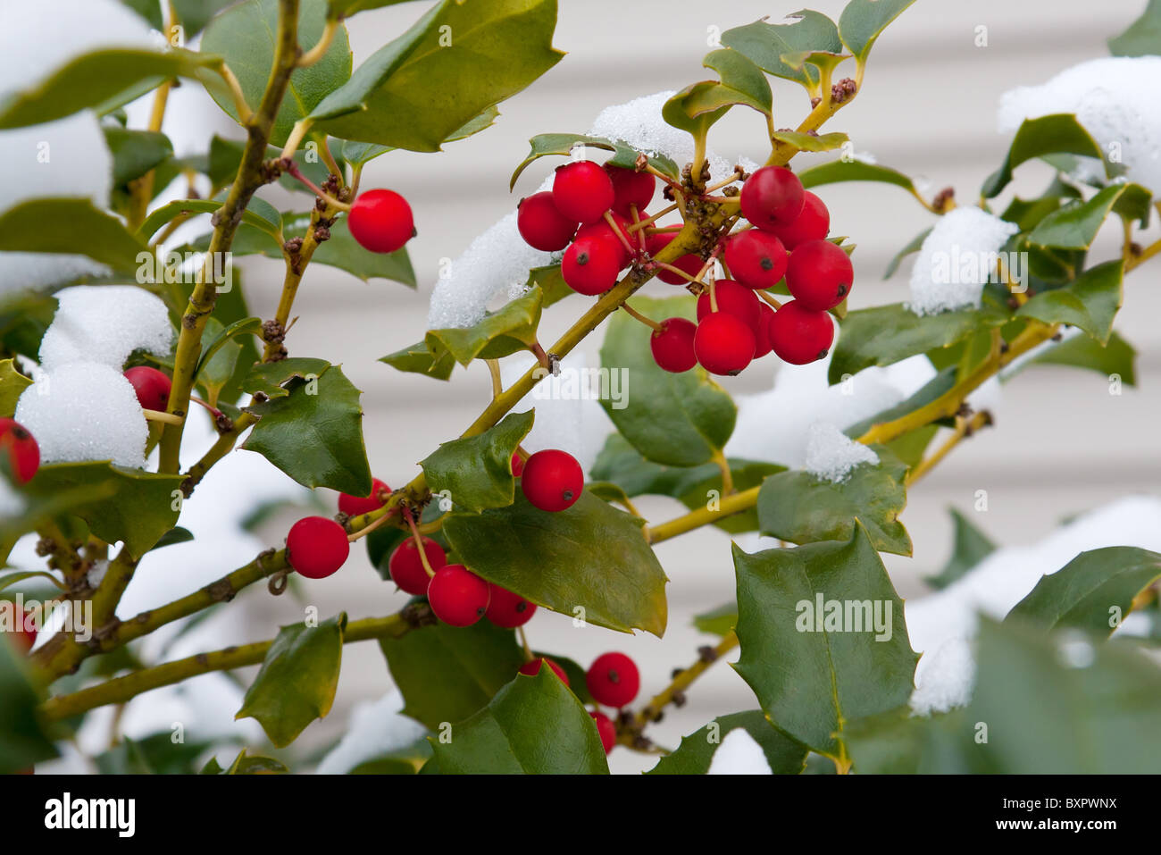 Nahaufnahme der Stechpalme Bush mit Schnee und Beeren Stockfoto