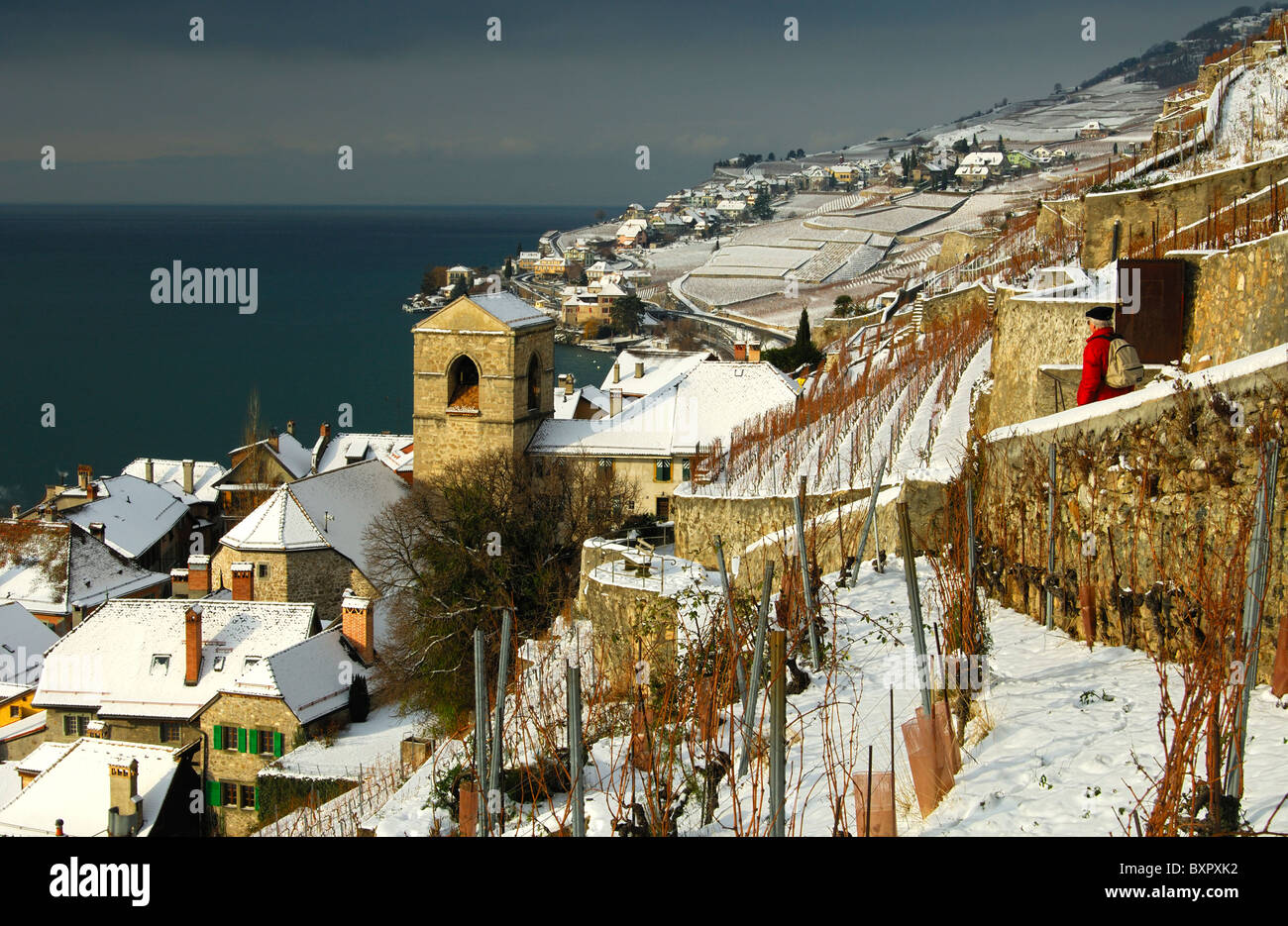 SaintSaphorin zwischen winterliche Weinberge und den Genfer See, Lac