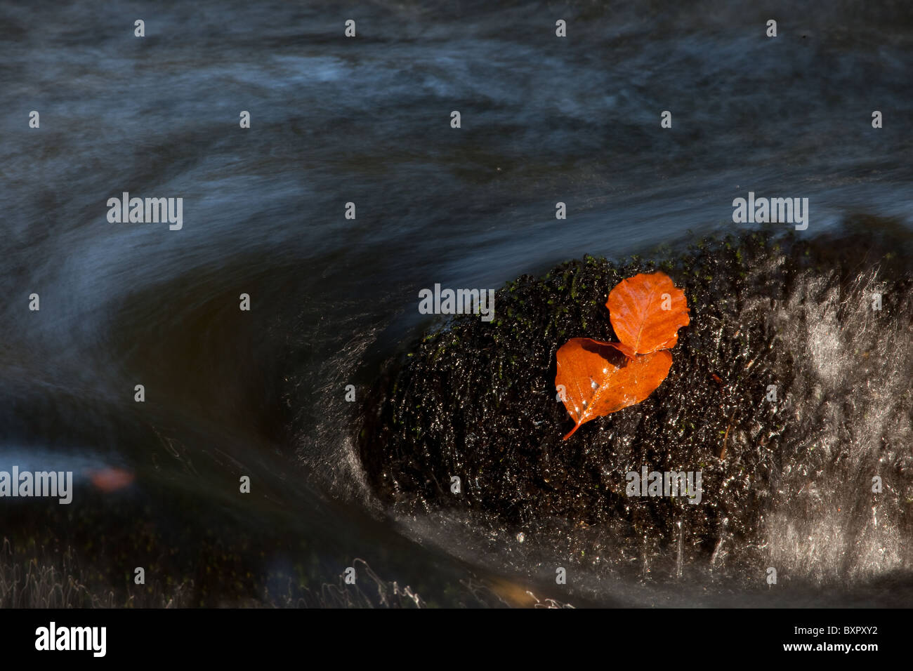 Gefallene Herbstlaub auf einem Felsen in einem Stream. Stockfoto