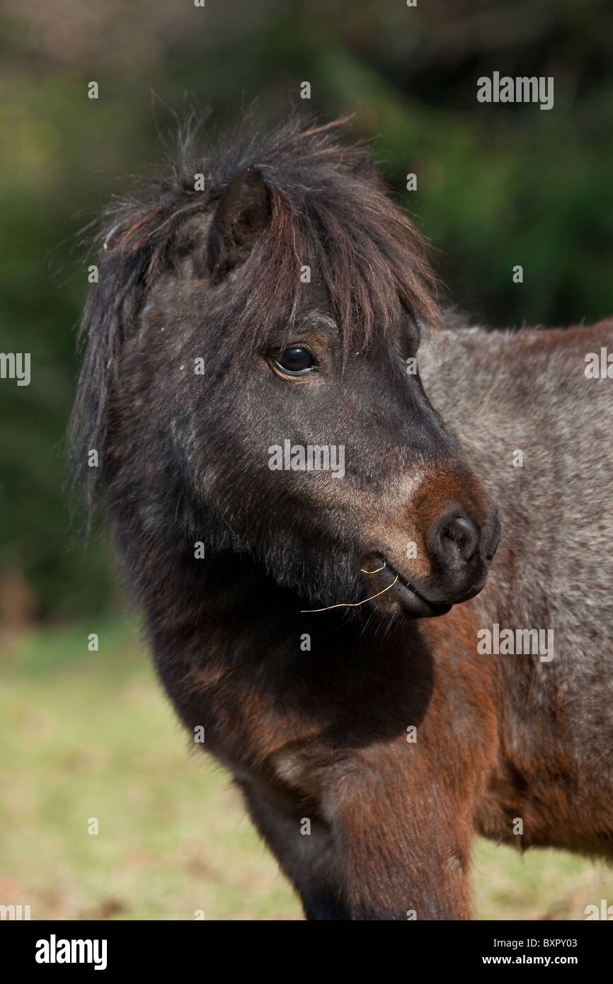 Eine neugierige Welsh Mountain Pony Stockfoto