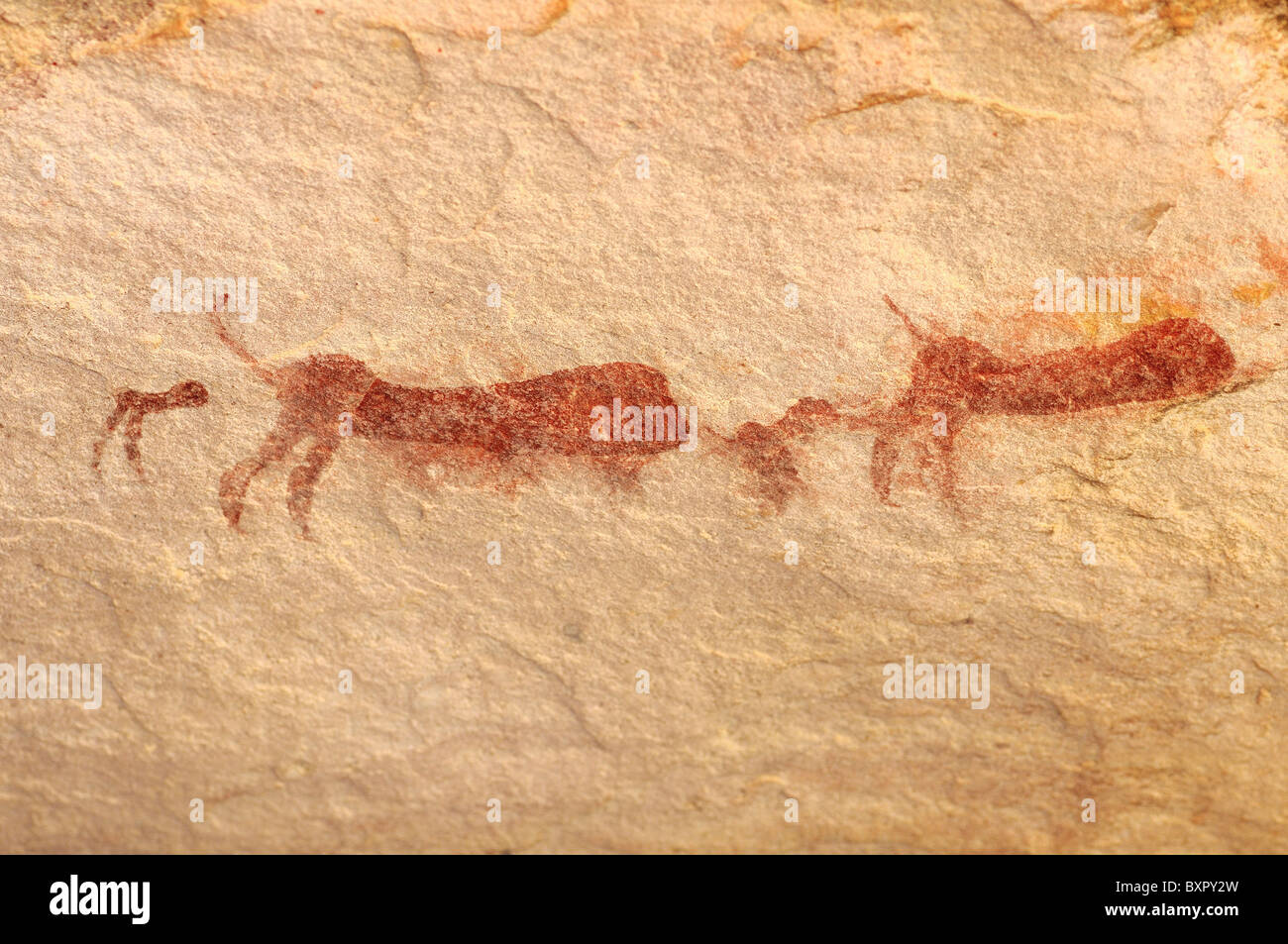 Unvollendete Gemälde von Pavianen Felsenmalerei von San Bevölkerung, Sevilla Rock Art Trail, Cederberge, Südafrika Stockfoto