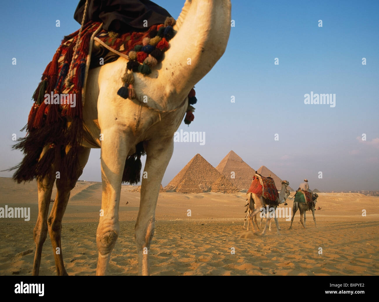 Kamele und großen Pyramiden von Gizeh Stockfoto