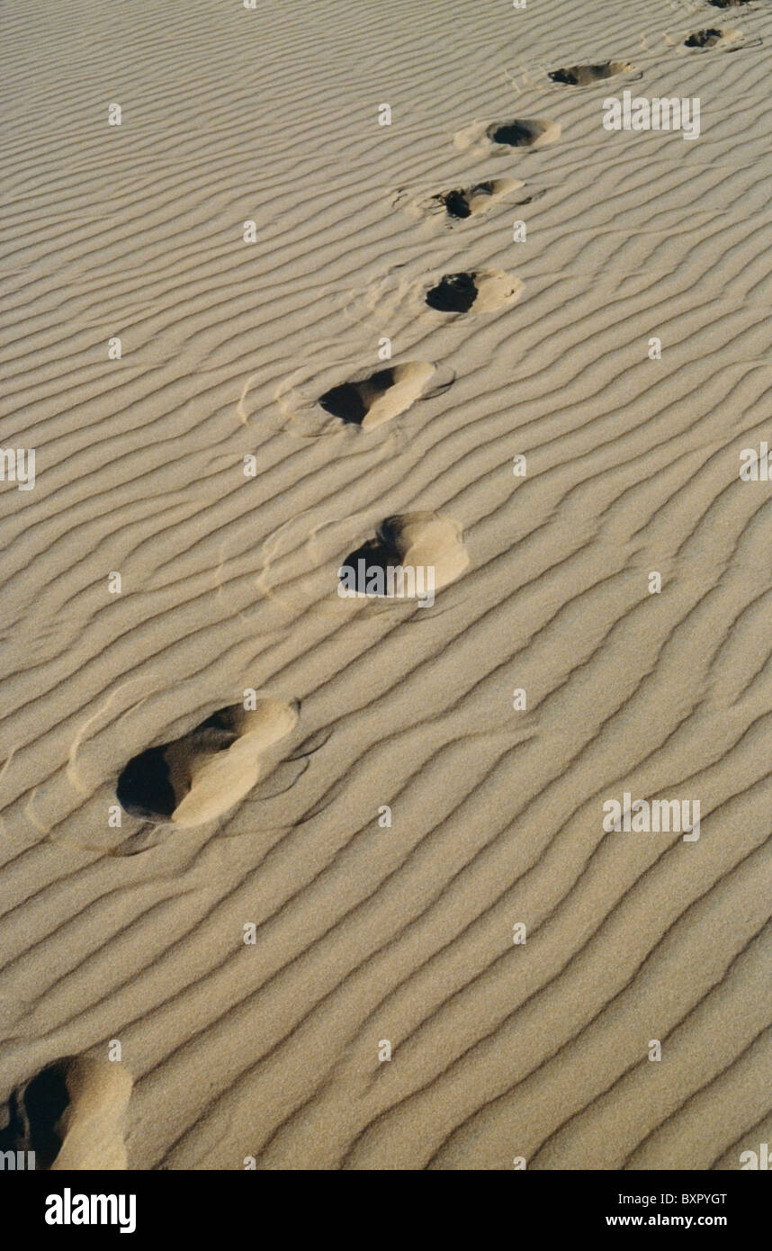 Fußspuren im Sand, Nahaufnahme Stockfoto