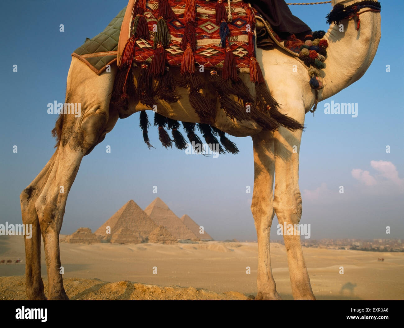 Suchen Sie unter Kamel zu großen Pyramiden von Gizeh Stockfoto