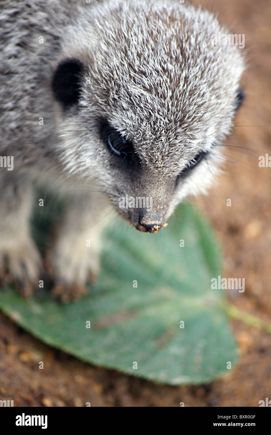 Ein Baby-Erdmännchen auf einem grünen Blatt Stockfoto