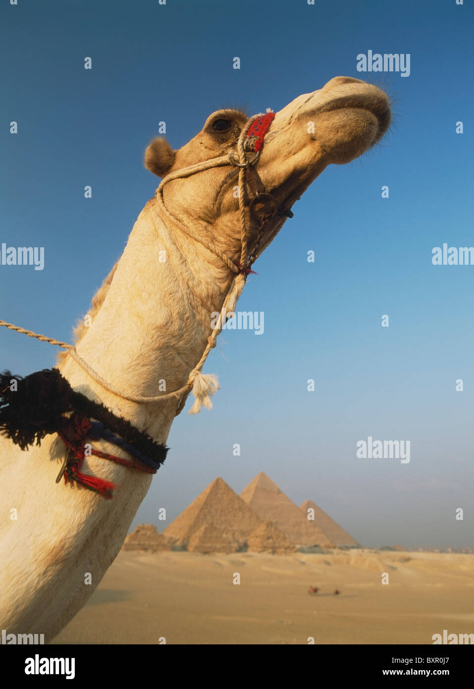 Kamel und großen Pyramiden von Gizeh Stockfoto