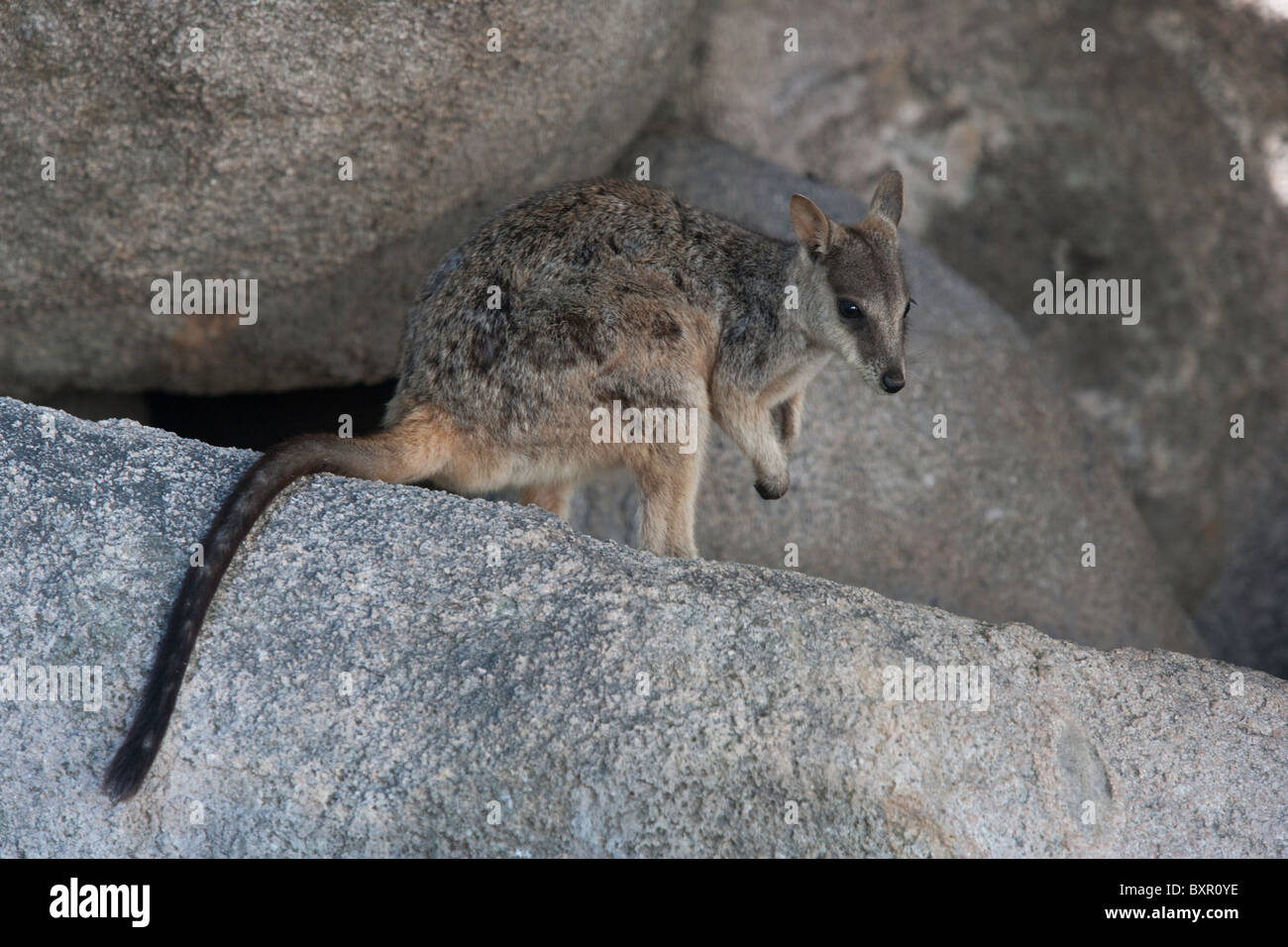 Rock Wallaby. Magnetic Island, Queensland, Australien Stockfoto