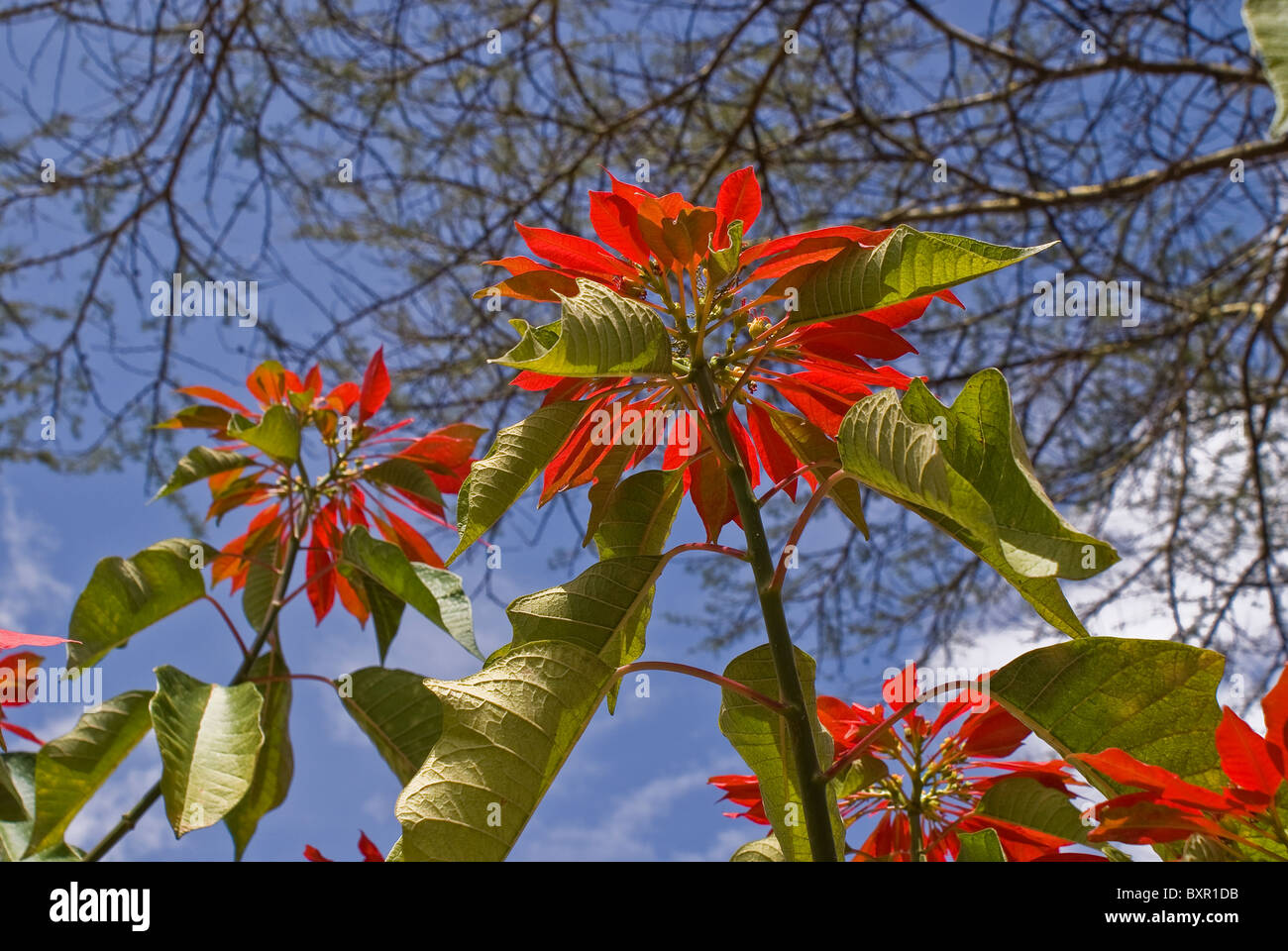 Weihnachtsstern Baum In Kenia Afrika Stockfoto Bild