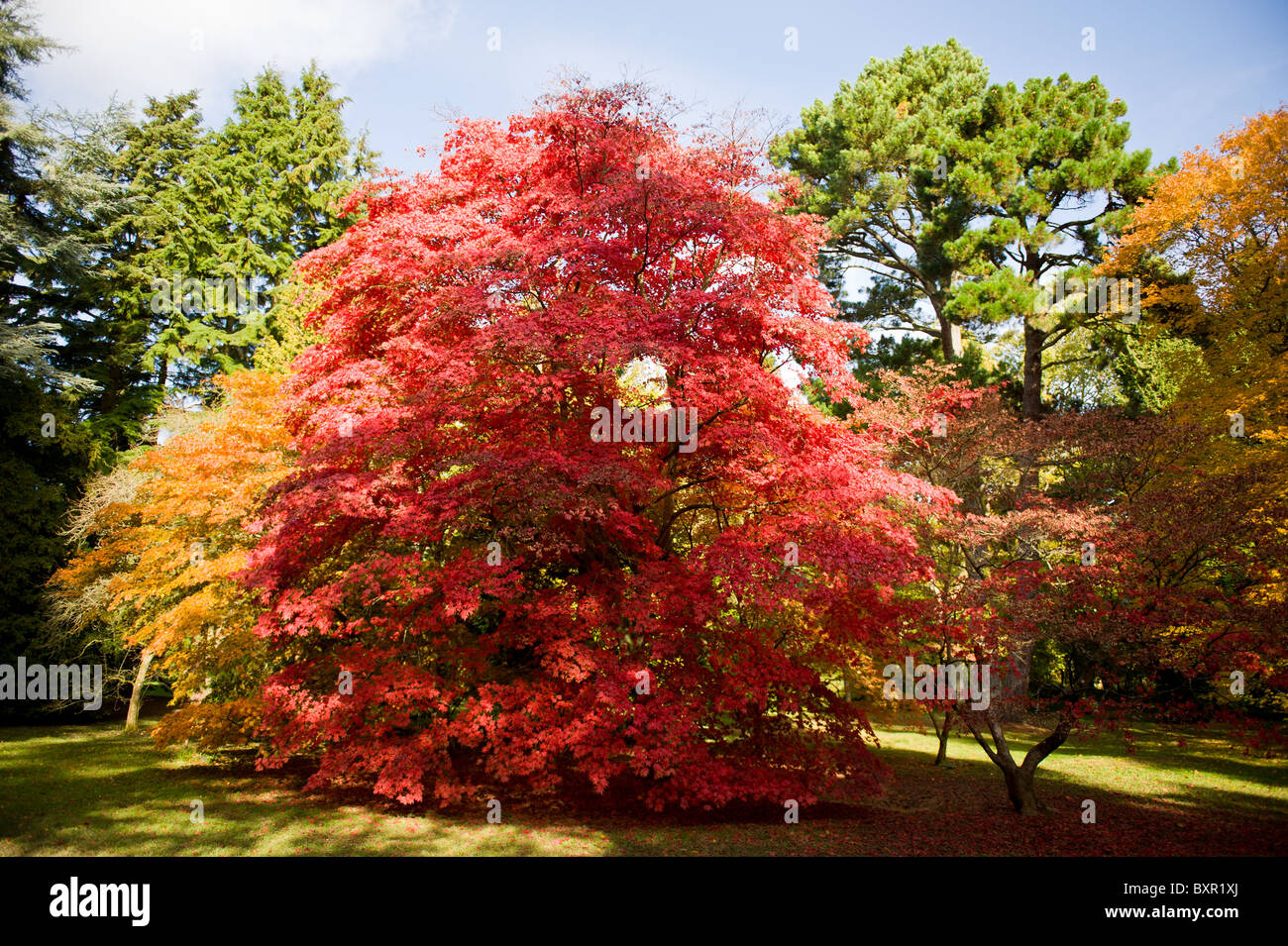 Herbstliche Farben des japanischen Ahorn-Baum Stockfoto