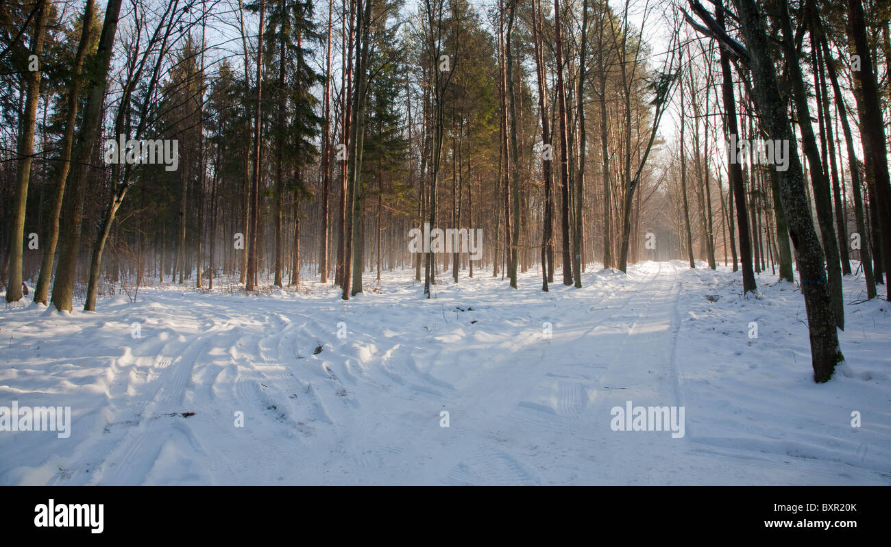 Trennung der Wege im nebligen Wald im sonnigen Wintertag Stockfoto