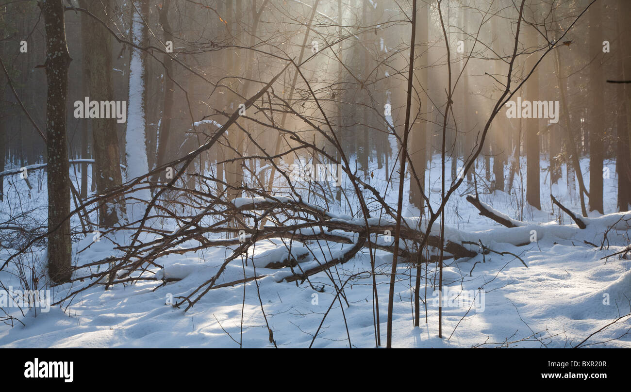 Lichtstrahlen über Totholz liegend auf Schnee bedeckt Wald unten Stockfoto