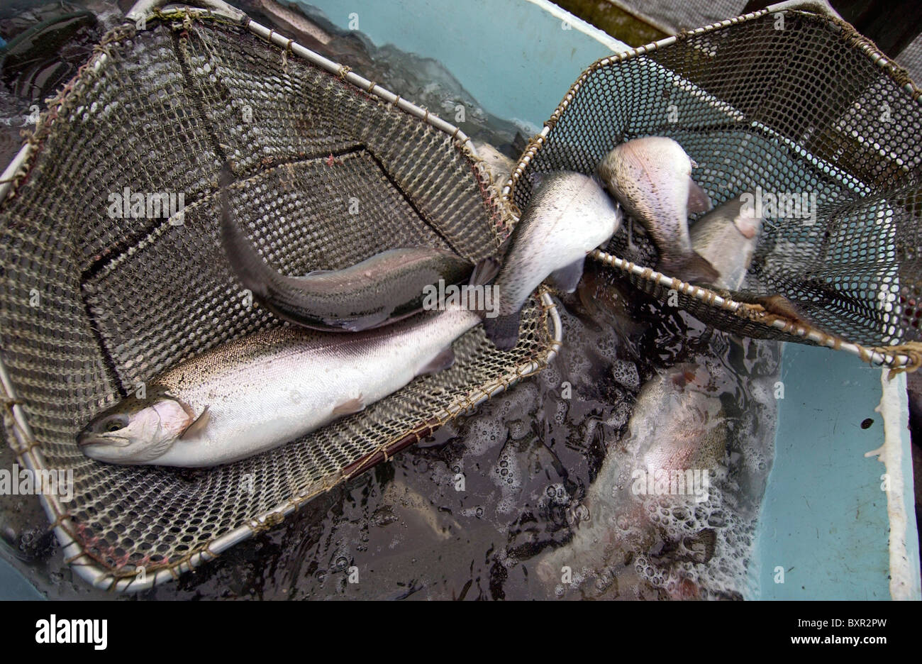 Gezüchteten Regenbogenforellen in Netze über einen Pferch auf einer Fischfarm. Stockfoto