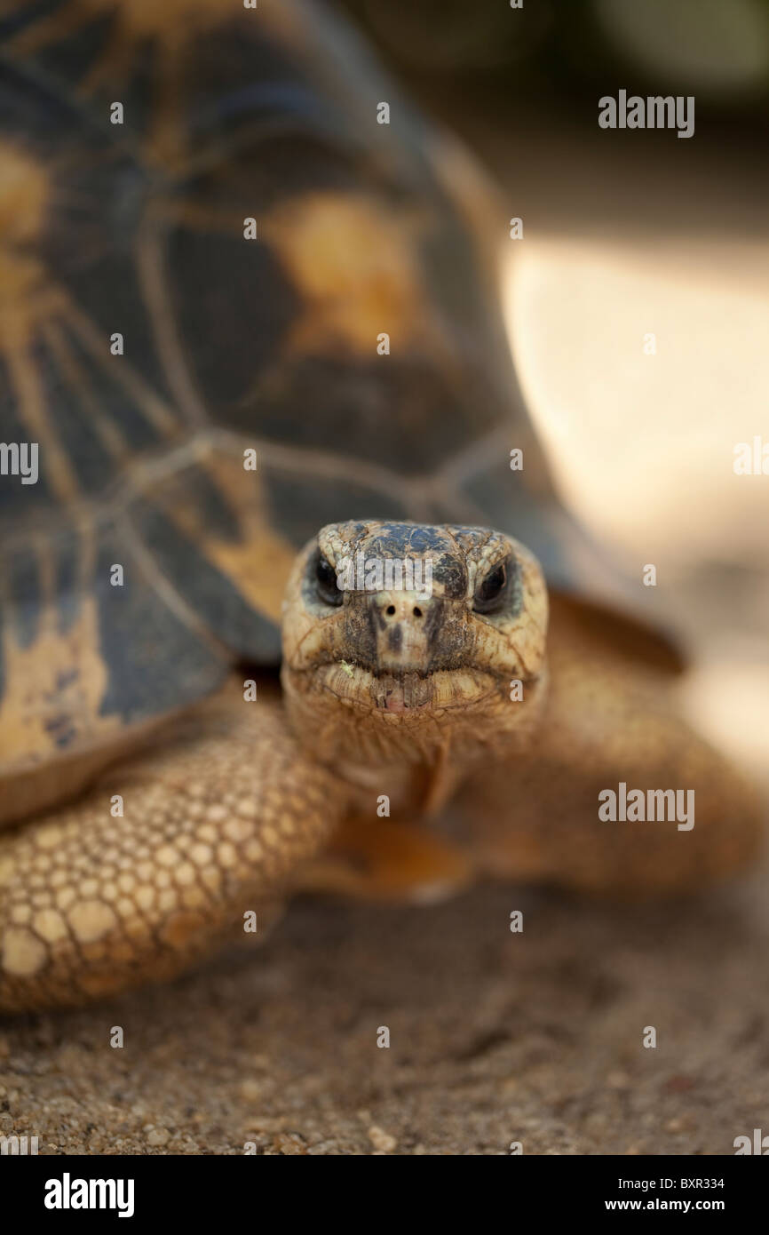 Ausgestorbene Schildkröte Astrochelys (Geochelone) Radiata. Porträt. Stockfoto
