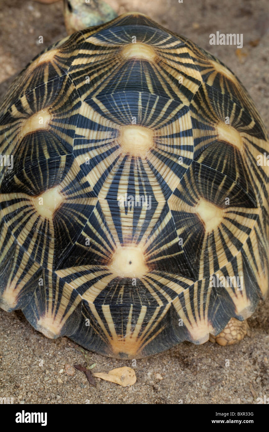 Ausgestorbene Schildkröte Astrochelys (Geochelone) Radiata. Markierungen und Jahresringe auf Schilden oder Scutes des Panzers. Stockfoto