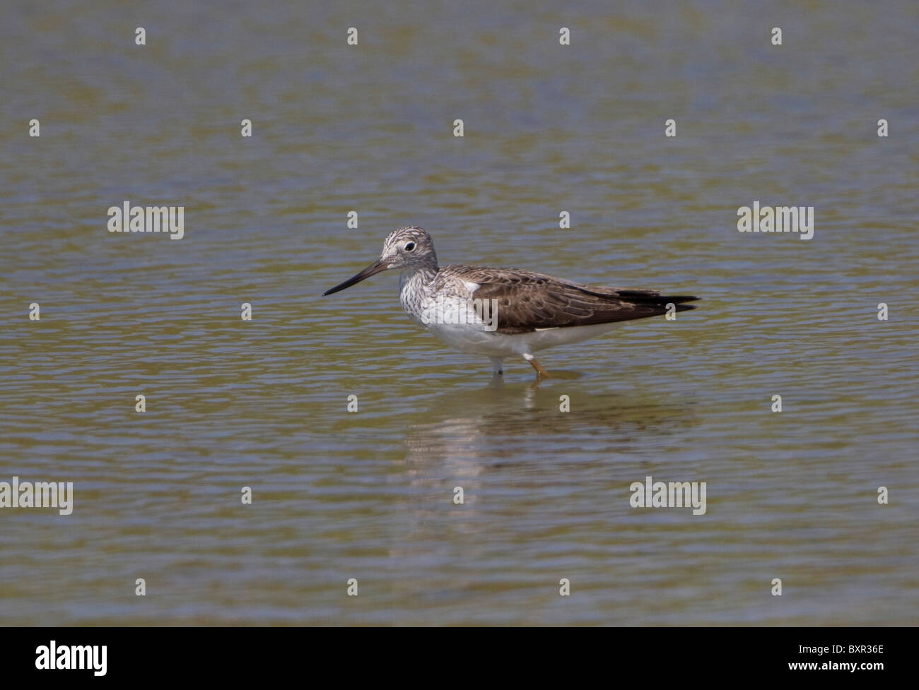 Greenshank (Tringa nebularia) Stockfoto