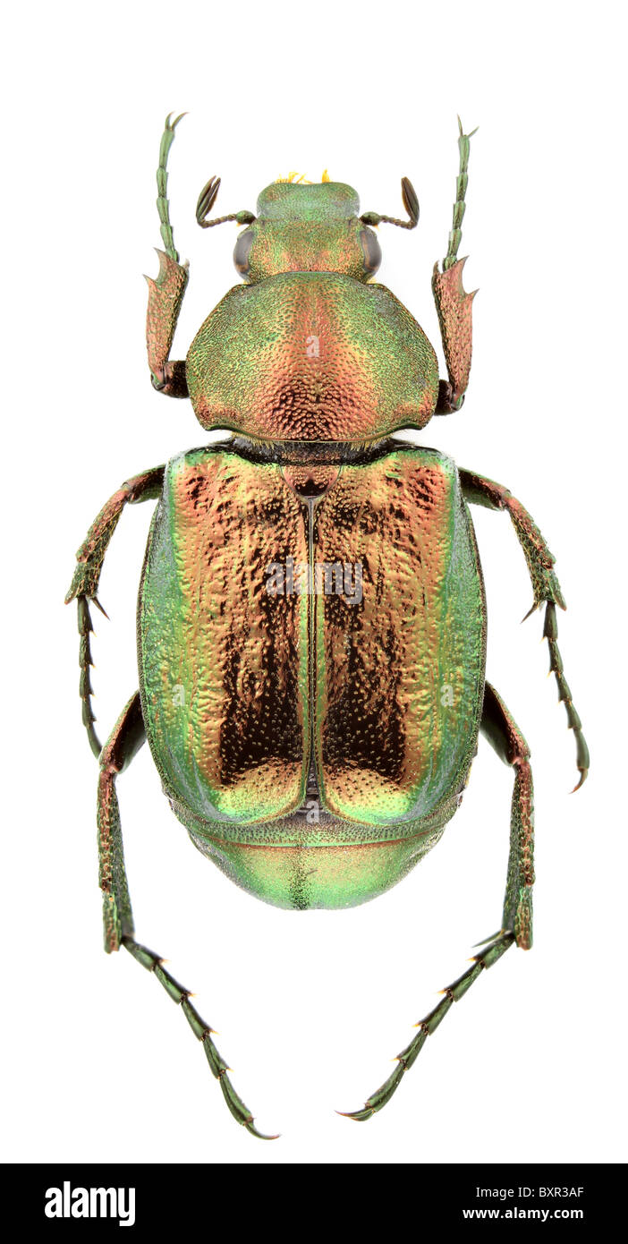 Gnorimus Nobilis (edle Chafer) isoliert auf einem weißen Hintergrund. Stockfoto