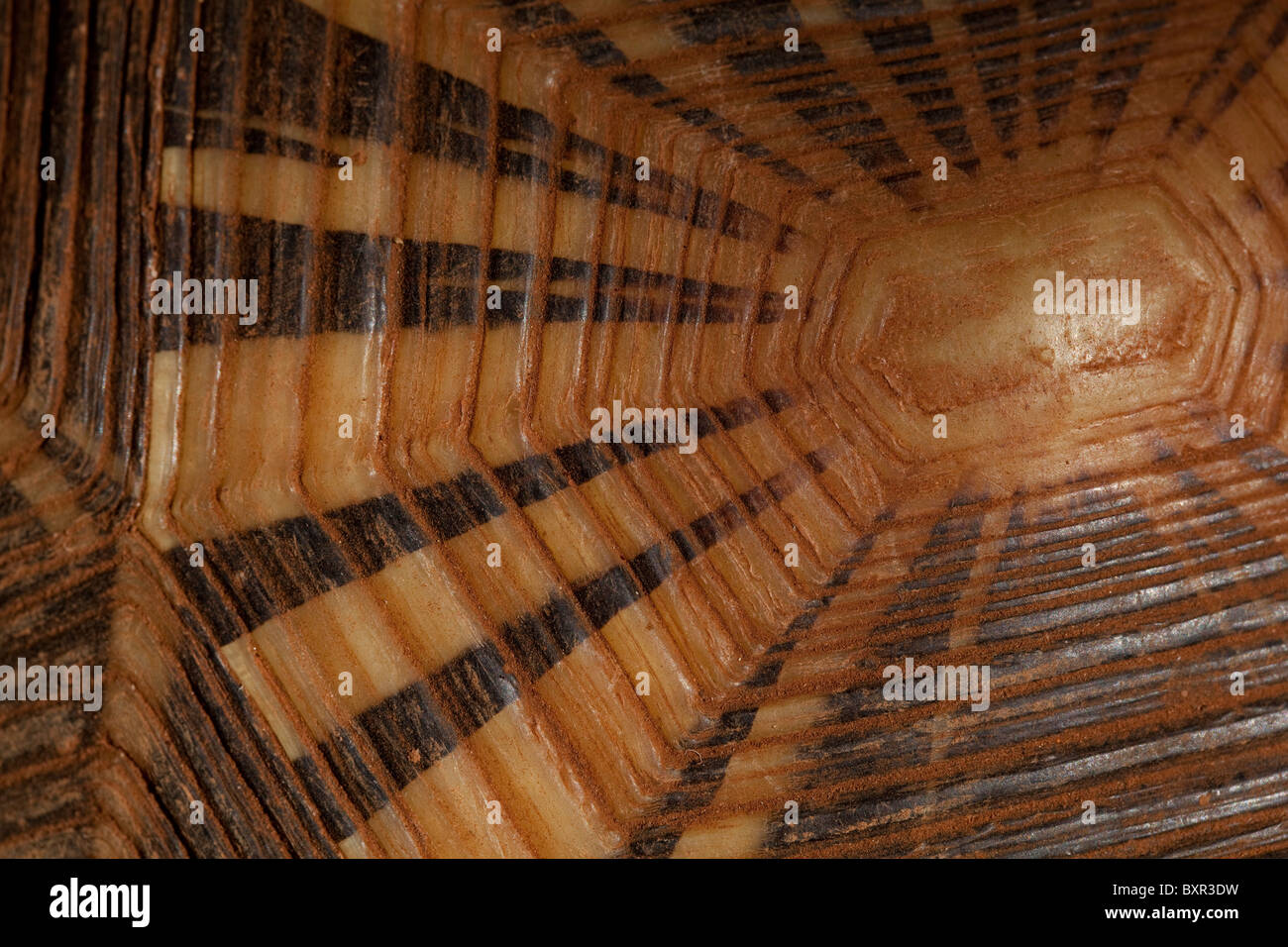 Ausgestorbene Schildkröte Astrochelys (Geochelone) Radiata. Markierungen und Jahresringe auf einem einzigen Schild oder Scute des Panzers. Stockfoto